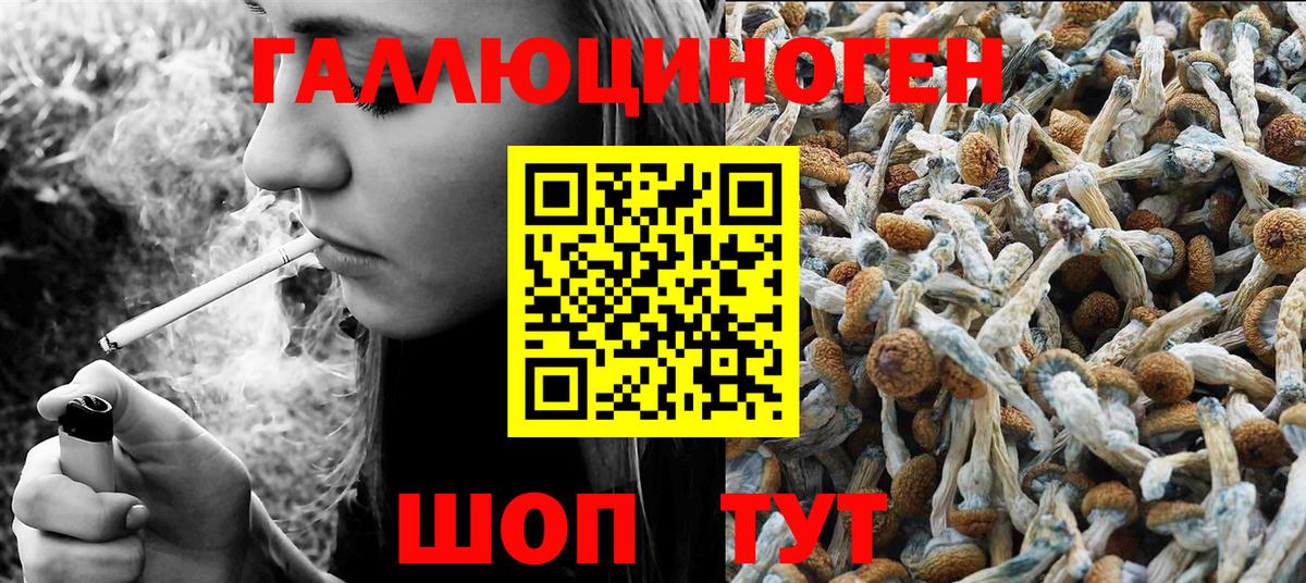 Ачхой-Мартан  Галлюциногенные грибы Cubensis  Вход с VPN 